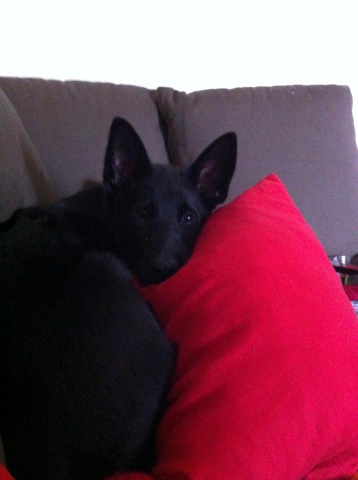 Blanding af racer Kira billede 6