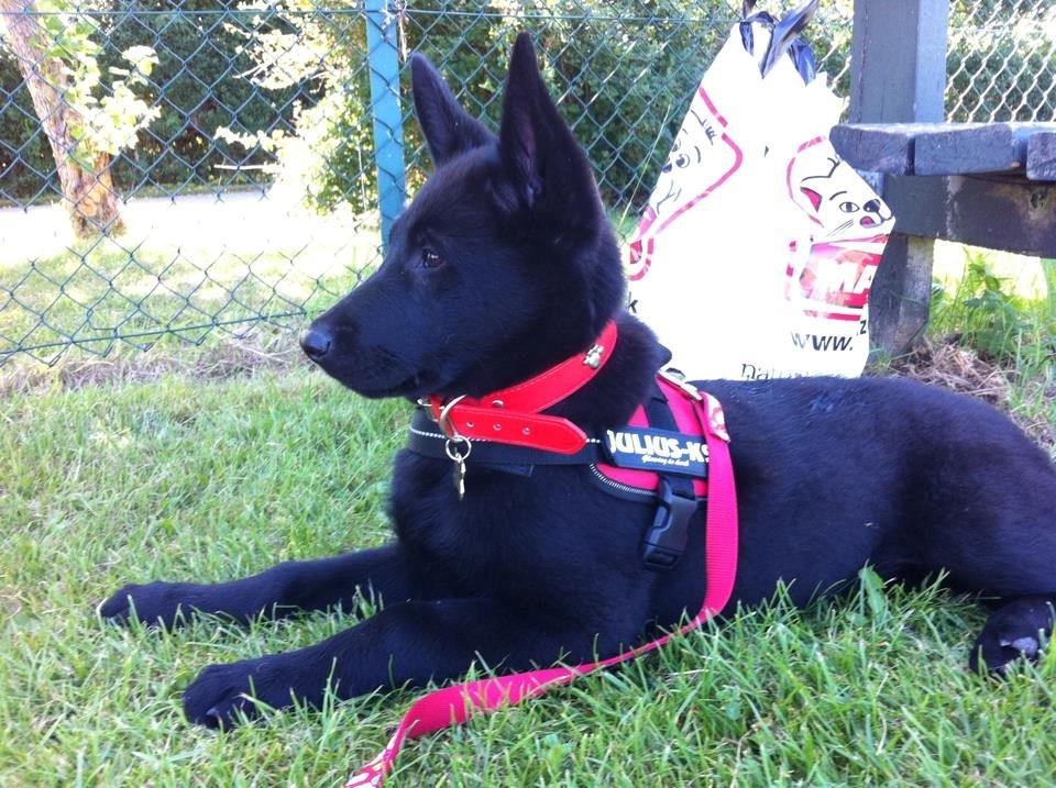 Blanding af racer Kira - Holder lige en drikke pause med afslapning i det varme vejr efter en god gåtur til maxi zoo :) billede 3