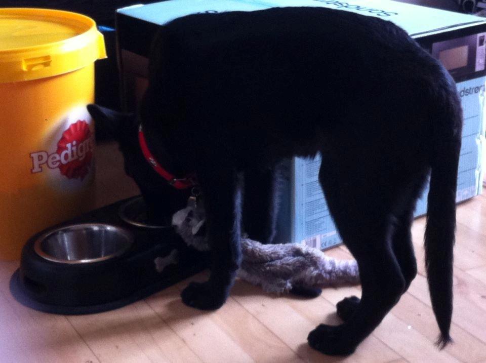 Blanding af racer Kira - Hun slæbte lige sin bamse med over til madskålen, hvor hun skiftes til at spise og slikke den på hovedet.  billede 12