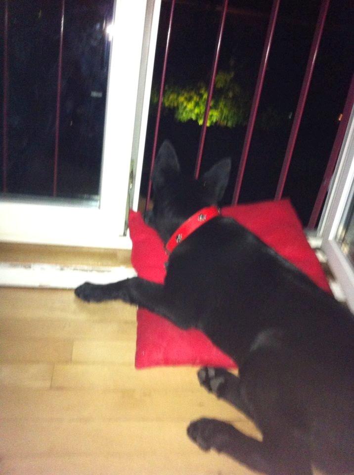 Blanding af racer Kira - Ligger og holder øje med at alt er som det skal være på den franske altan. billede 15