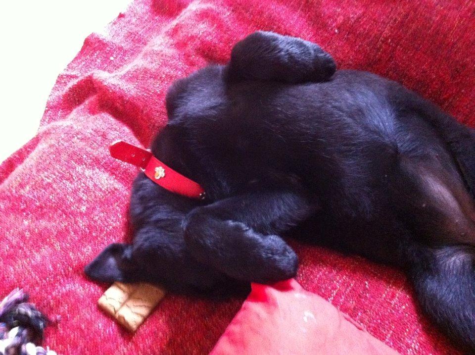 Blanding af racer Kira - drømmer sødt, i sin senvanlige soveposition.  billede 9