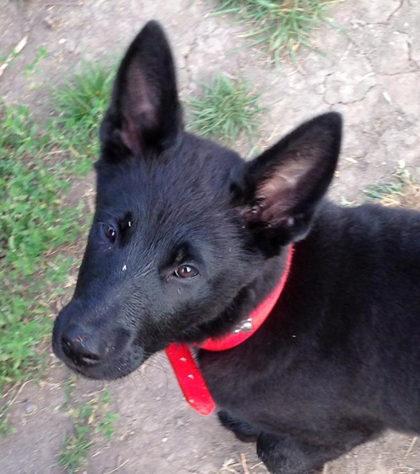 Blanding af racer Kira billede 2