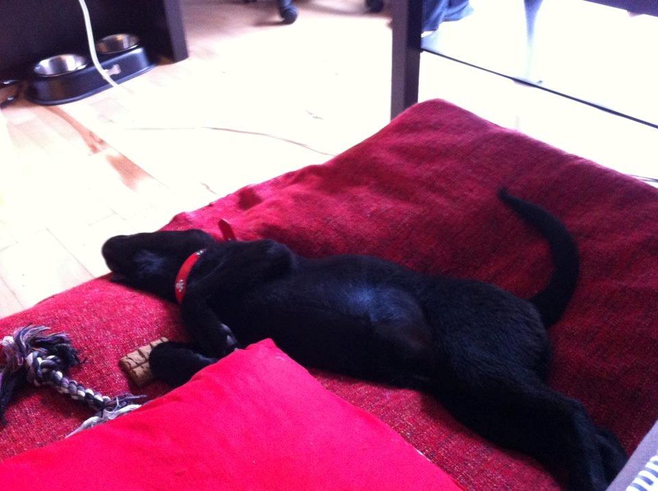 Blanding af racer Kira - Det simpelhen hårdt at være hund ;P billede 10