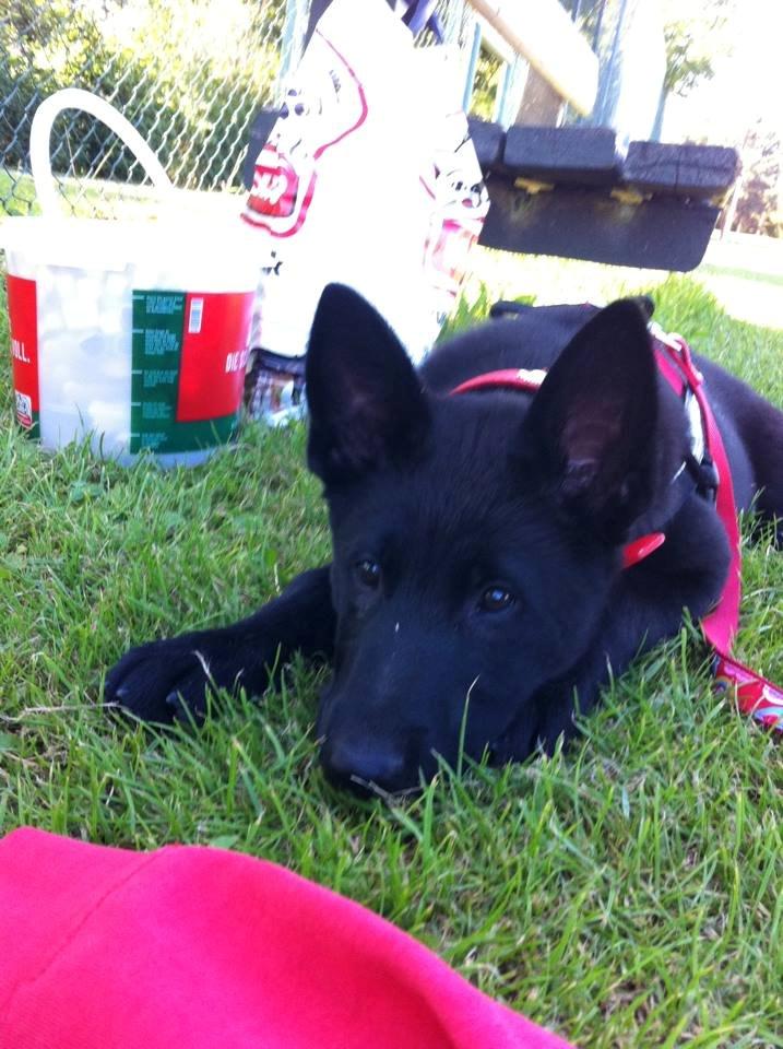 Blanding af racer Kira - Vi ligger bare og tænker på græsplænen. billede 4