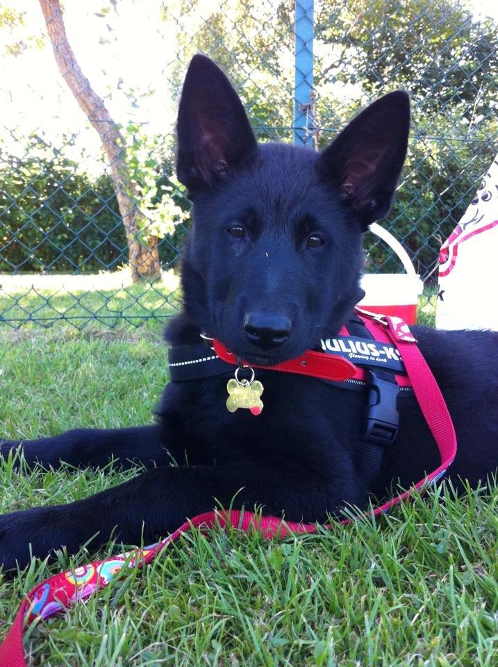 Blanding af racer Kira billede 5