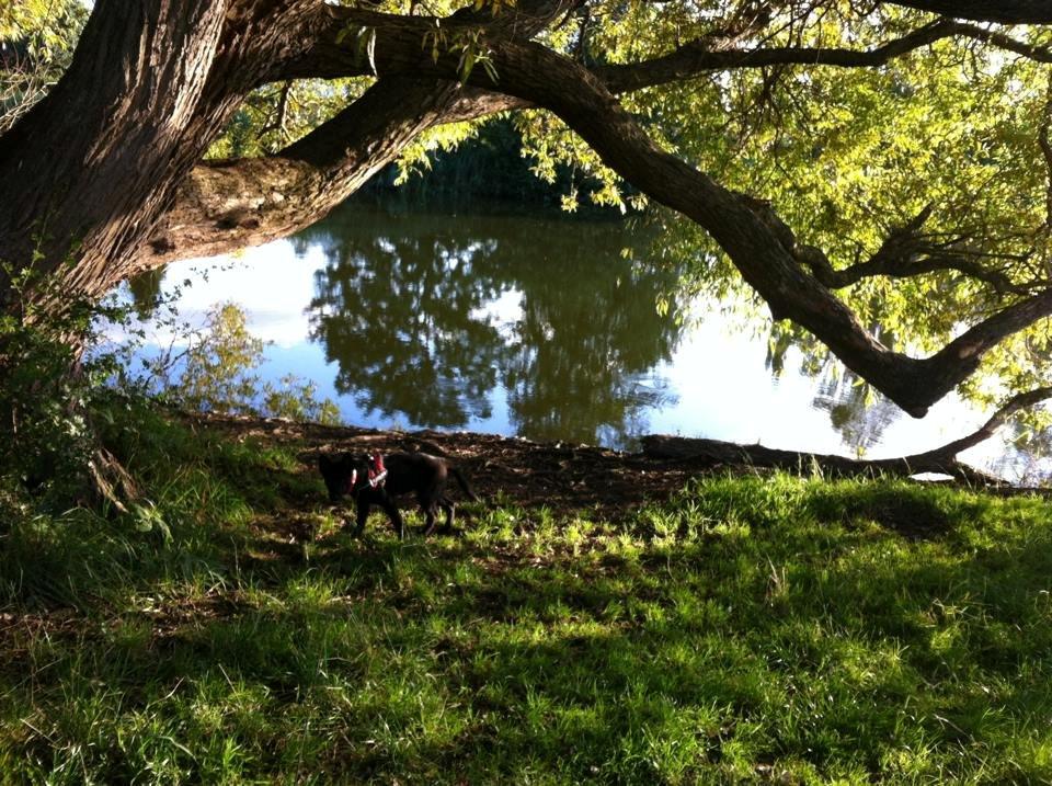 Blanding af racer Kira - nede i mosen billede 16