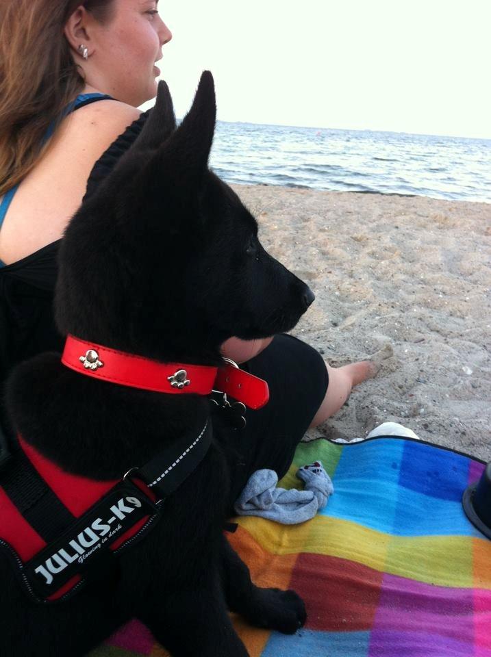 Blanding af racer Kira - Første tur på stranden billede 17