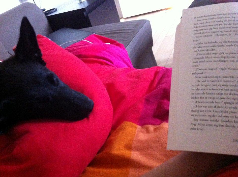 Blanding af racer Kira - Vi slapper endnu engang af i sofaen. billede 18