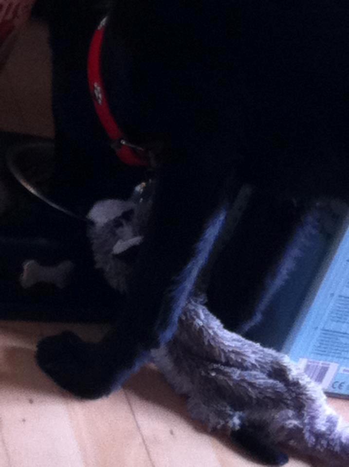 Blanding af racer Kira - Bamsen skulle lige med billede 13