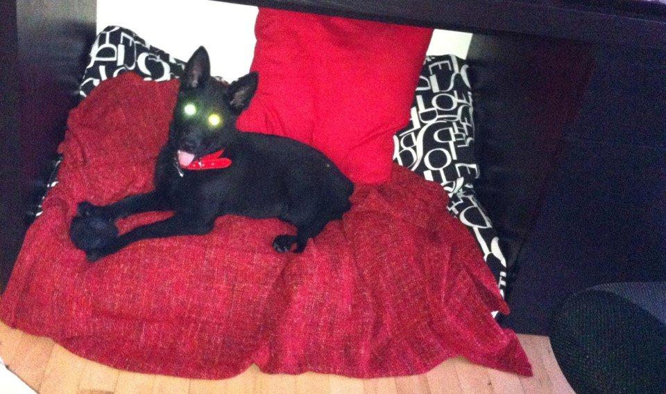 Blanding af racer Kira - Ligger i sin fantastiske og bløde seng. billede 19