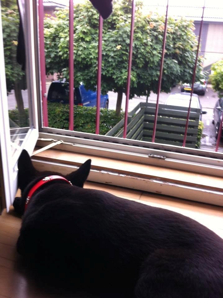 Blanding af racer Kira - Så tager man sig lige en middagslur, med en dejlig sommerprise i mod sig billede 20