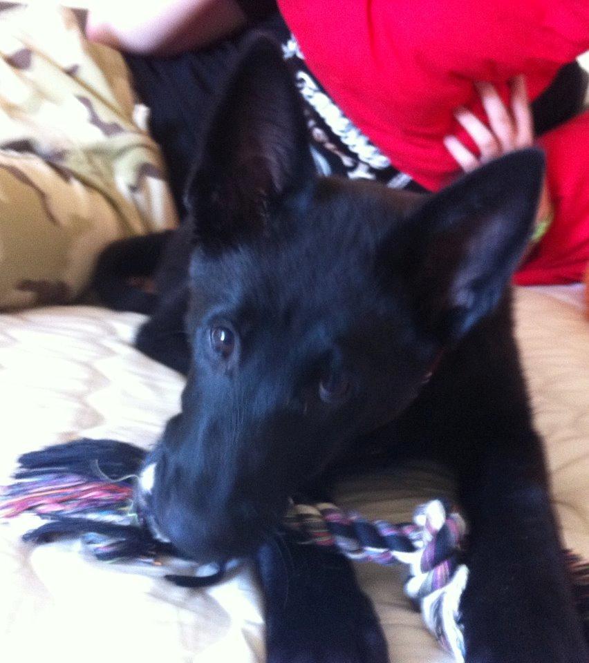 Blanding af racer Kira billede 21