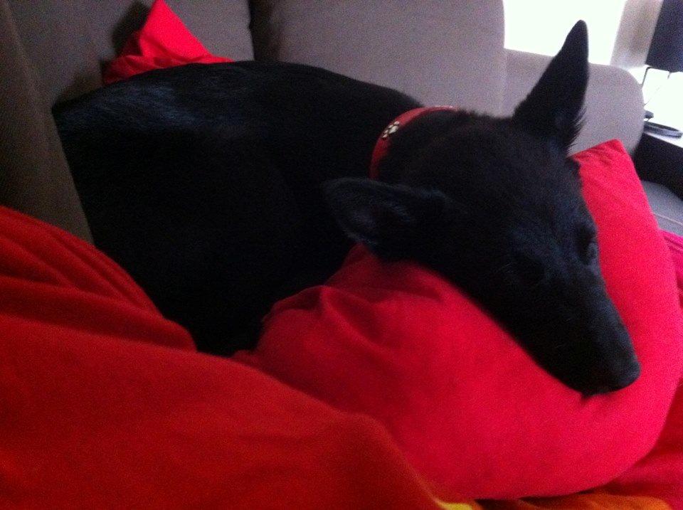 Blanding af racer Kira - Så fik hun afligevelt lov til at komme op i sofaen, selvom jeg ikke ville have en sofahund, men hvad kan man gøre. hun er så dejlig :) billede 7