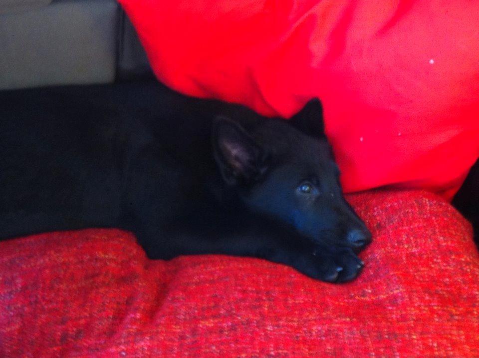 Blanding af racer Kira - Nyder at ligge på sin hunde-pude med sit tæppe og sin pude  billede 8