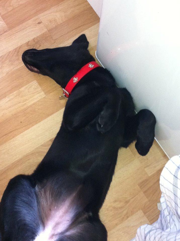 Blanding af racer Kira - Sådan sikre Kira sig at leverpostejen ikke bliver taget fra køleskabet uden hun ved det ;) billede 22