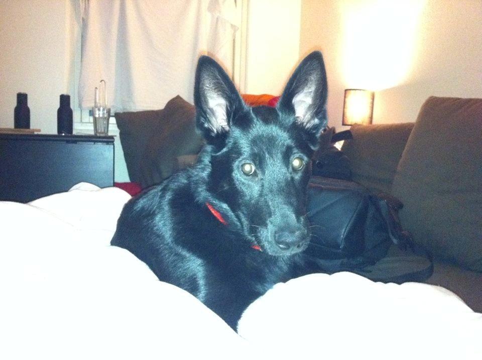 Blanding af racer Kira billede 23