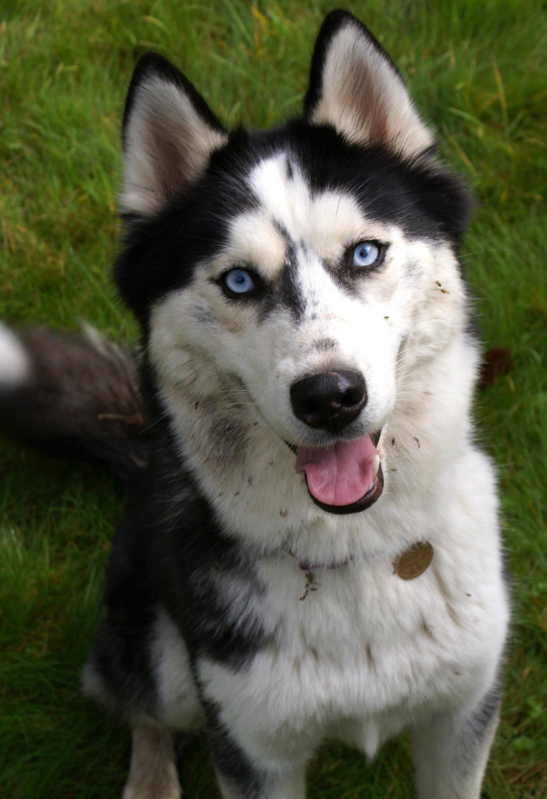 Siberian husky Einstein billede 31