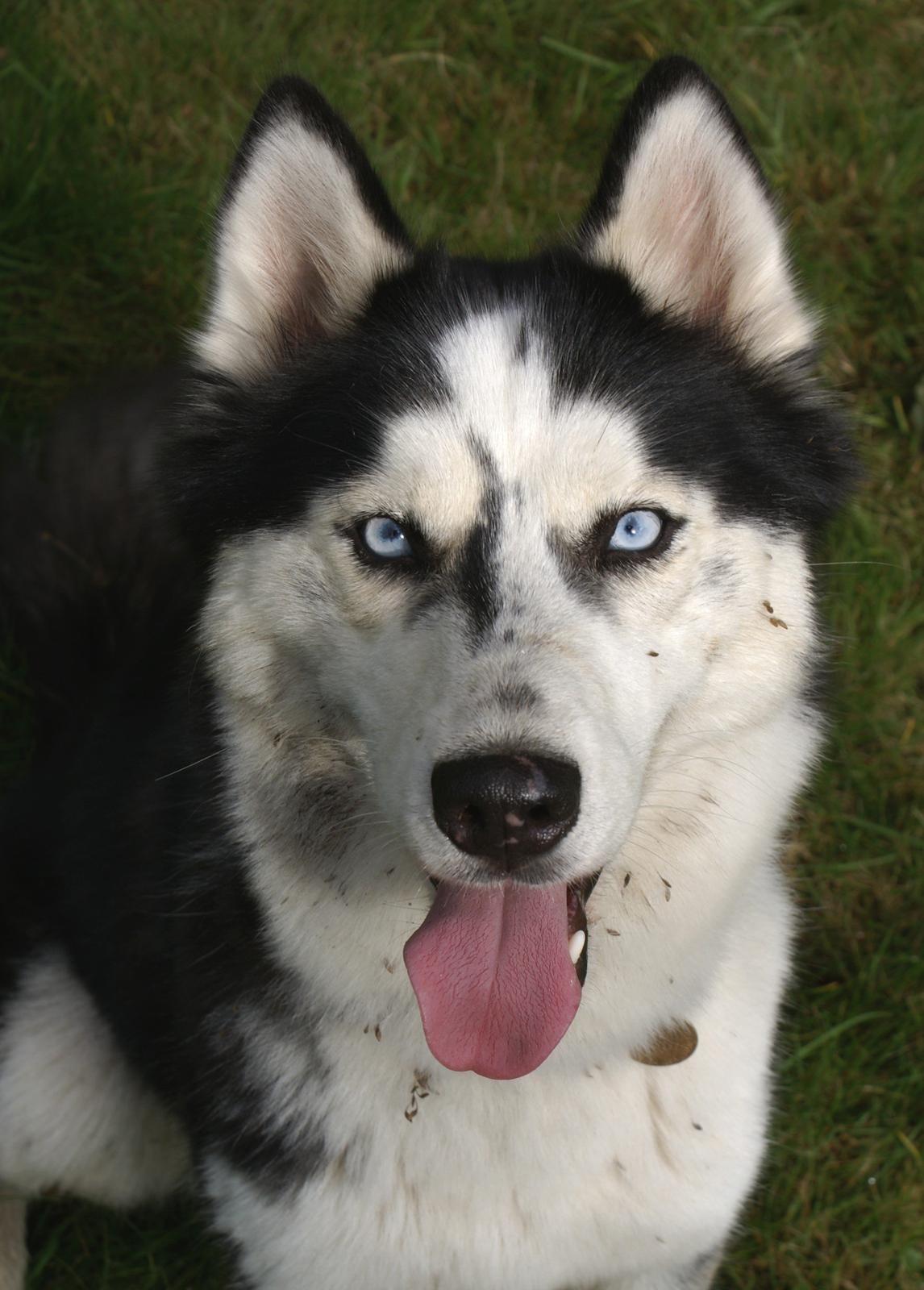 Siberian husky Einstein billede 32