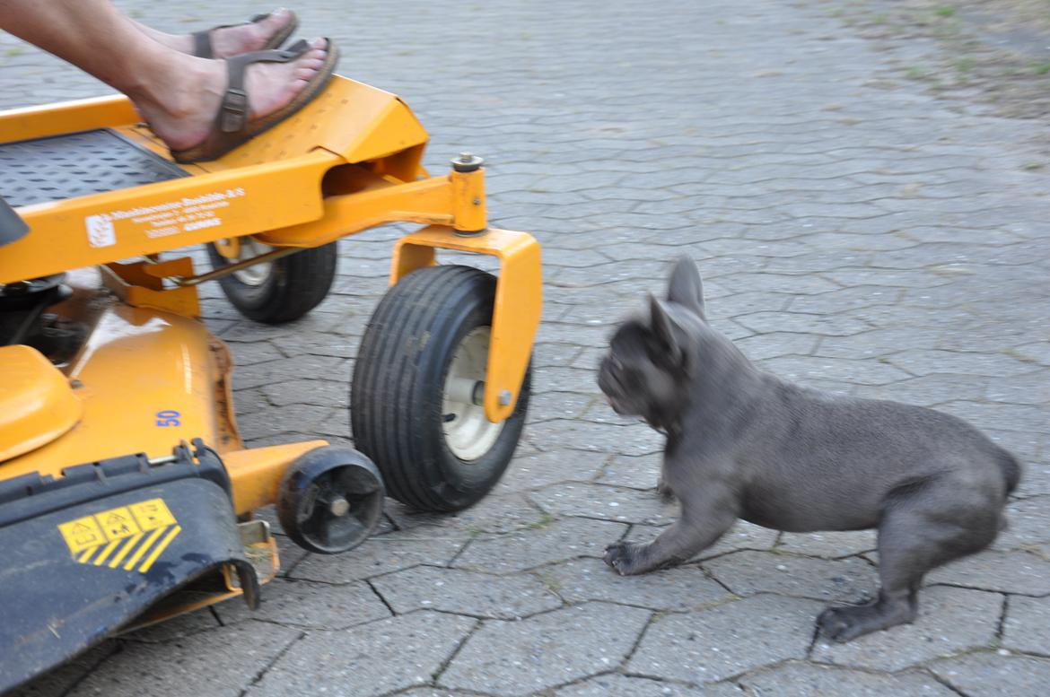 Fransk bulldog Blue Buffy billede 4