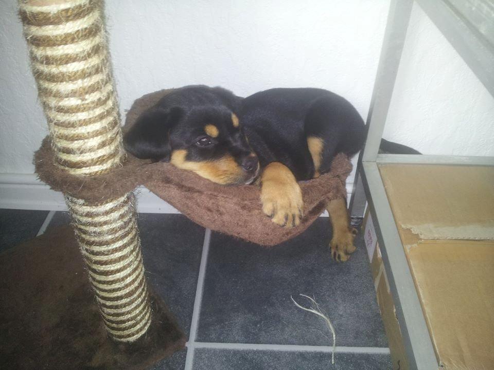 Rottweiler Stella - Mindi's Stella Af Aidt - tossede Stella, efter vi har fået hende hjem :)<3 billede 20