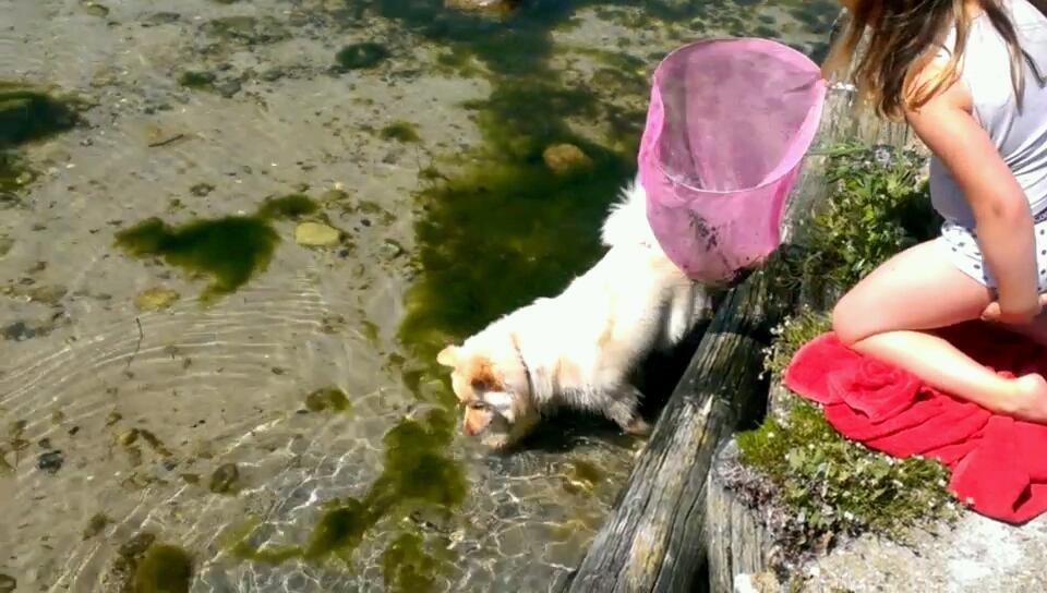 Finsk lapphund Bella - Finder lige de gode rejer Josefine kan fange... billede 23