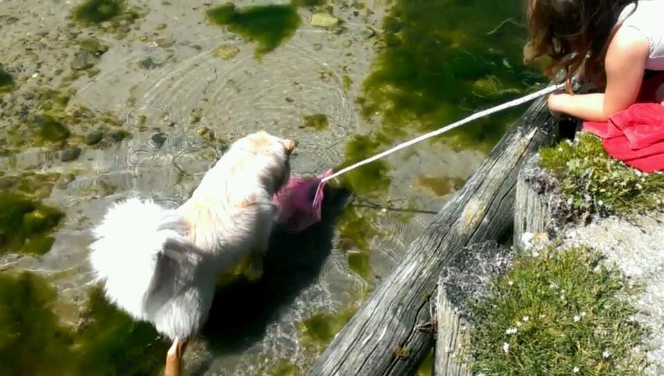 Finsk lapphund Bella - ...og tjekker lige efter om der skulle være en smagsprøve!  billede 24