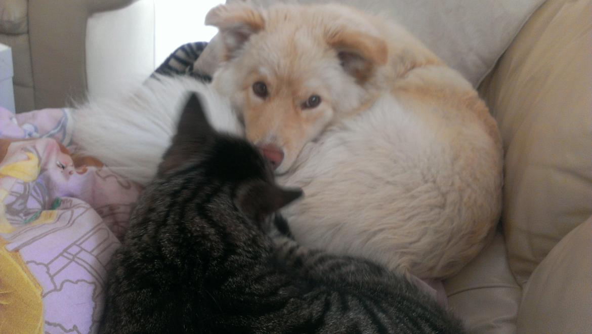 Finsk lapphund Bella - Hund og kat putter stadig meget sammen i sofaen hehe :) billede 25