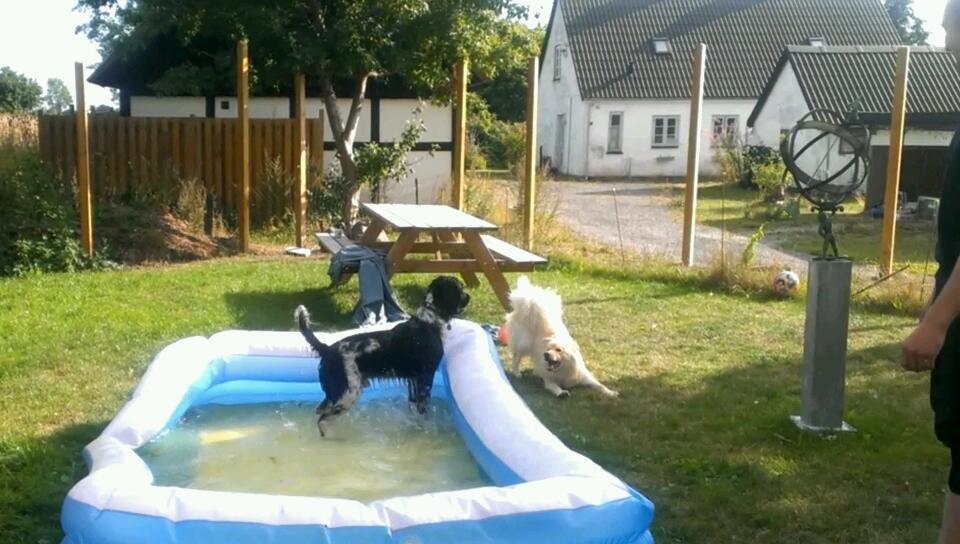 Finsk lapphund Bella - Hun synes det er lidt provokerende den anden hund er så glad for det badebassin i stedet for at løbe efter hende. billede 27