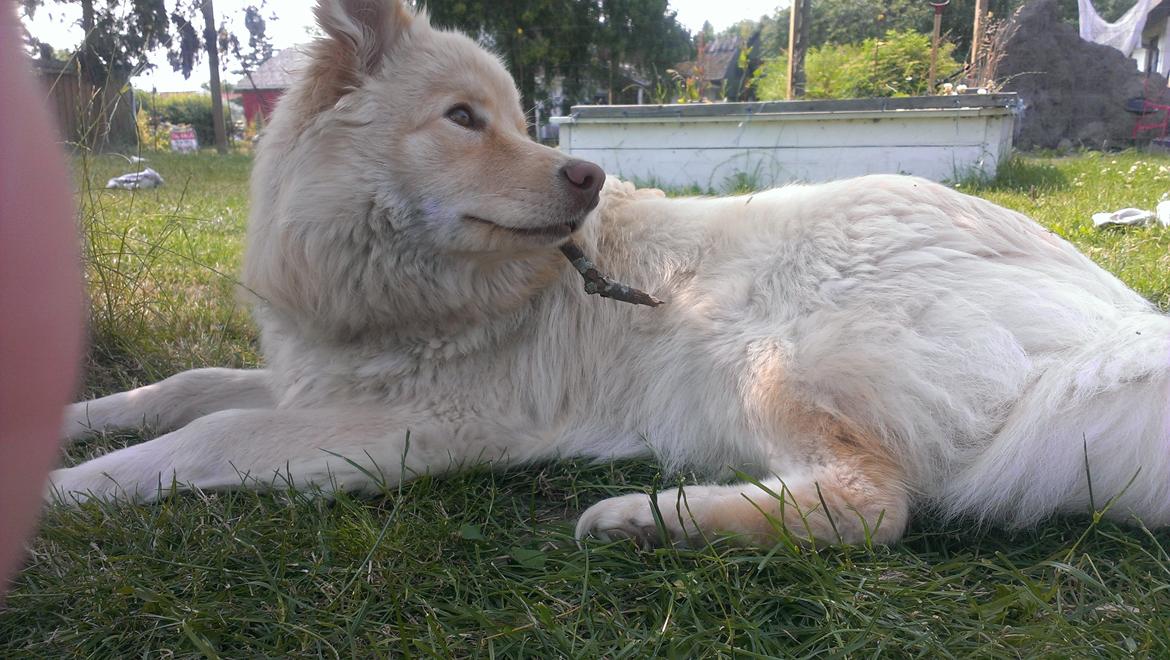 Finsk lapphund Bella billede 1