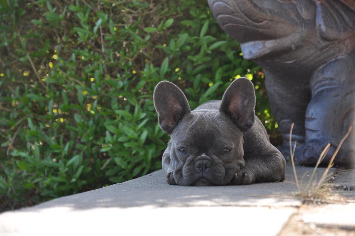 Fransk bulldog Blue Buffy billede 6