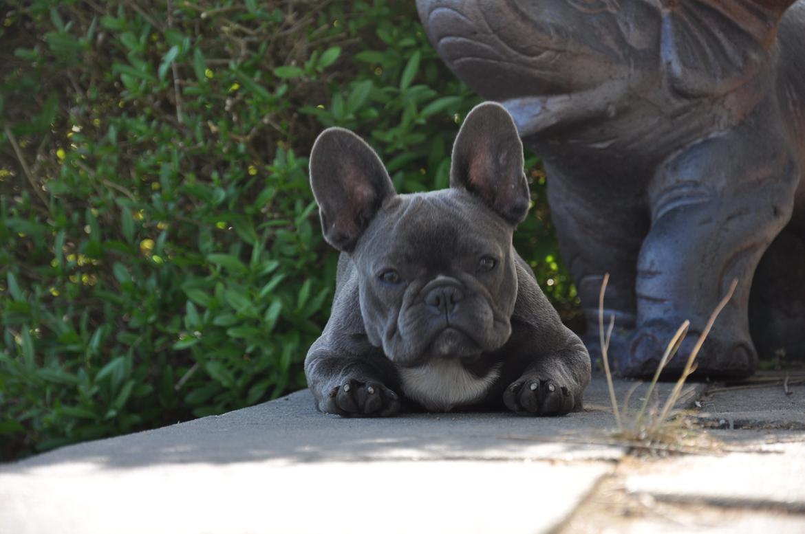 Fransk bulldog Blue Buffy billede 2
