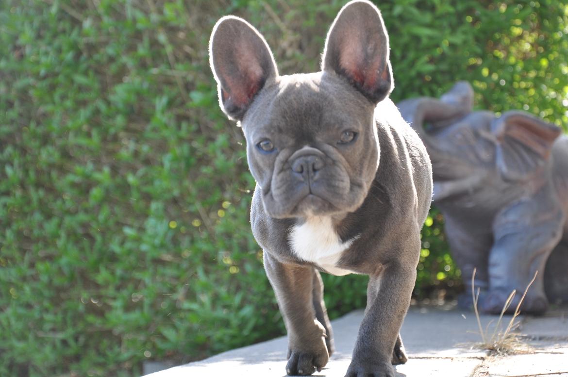 Fransk bulldog Blue Buffy billede 8
