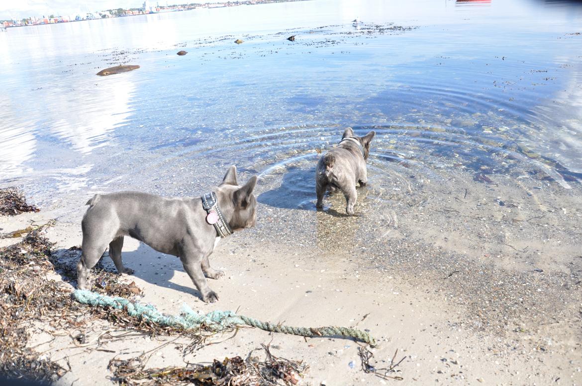 Fransk bulldog Blue Buffy billede 9