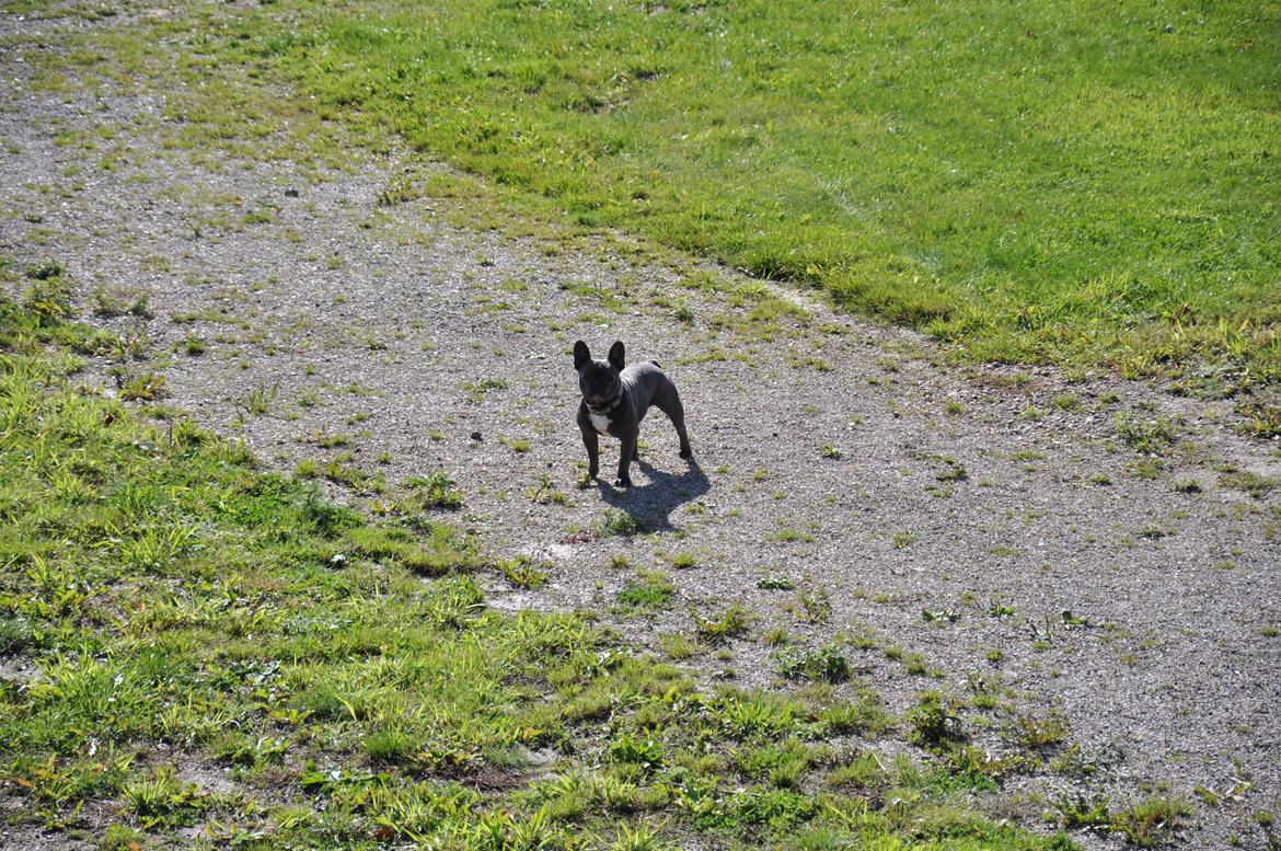 Fransk bulldog Blue Buffy billede 10