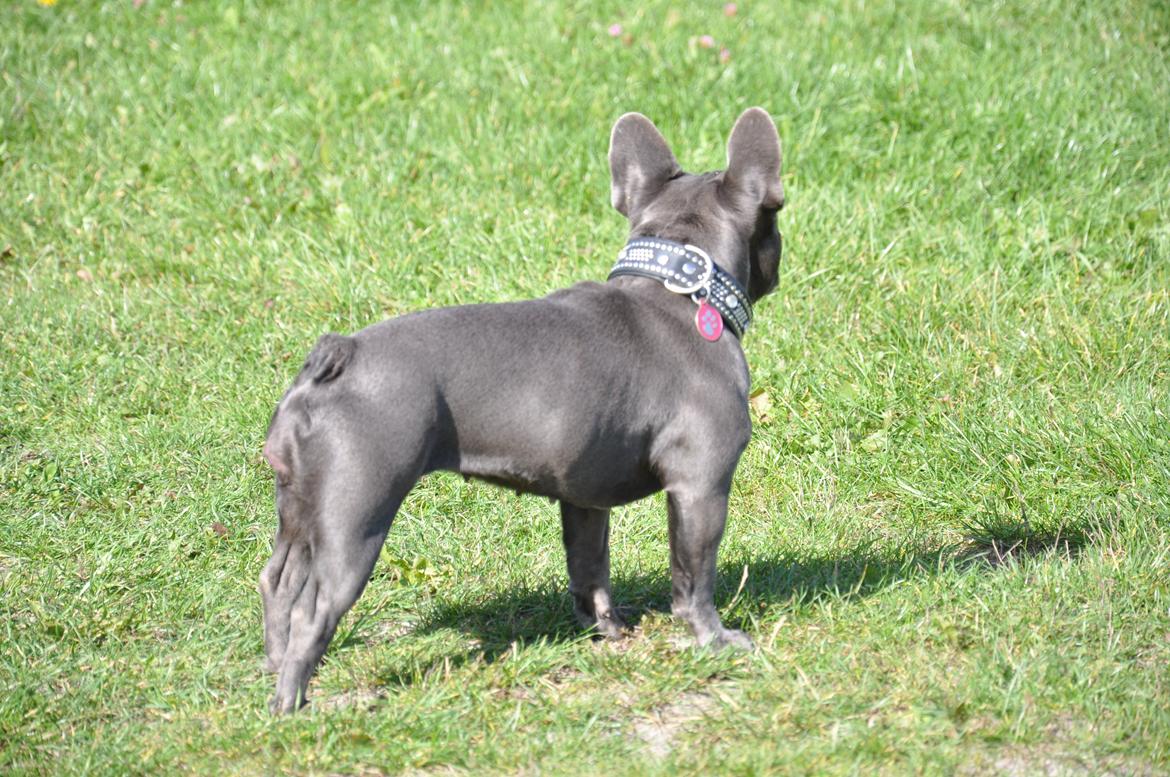 Fransk bulldog Blue Buffy billede 3
