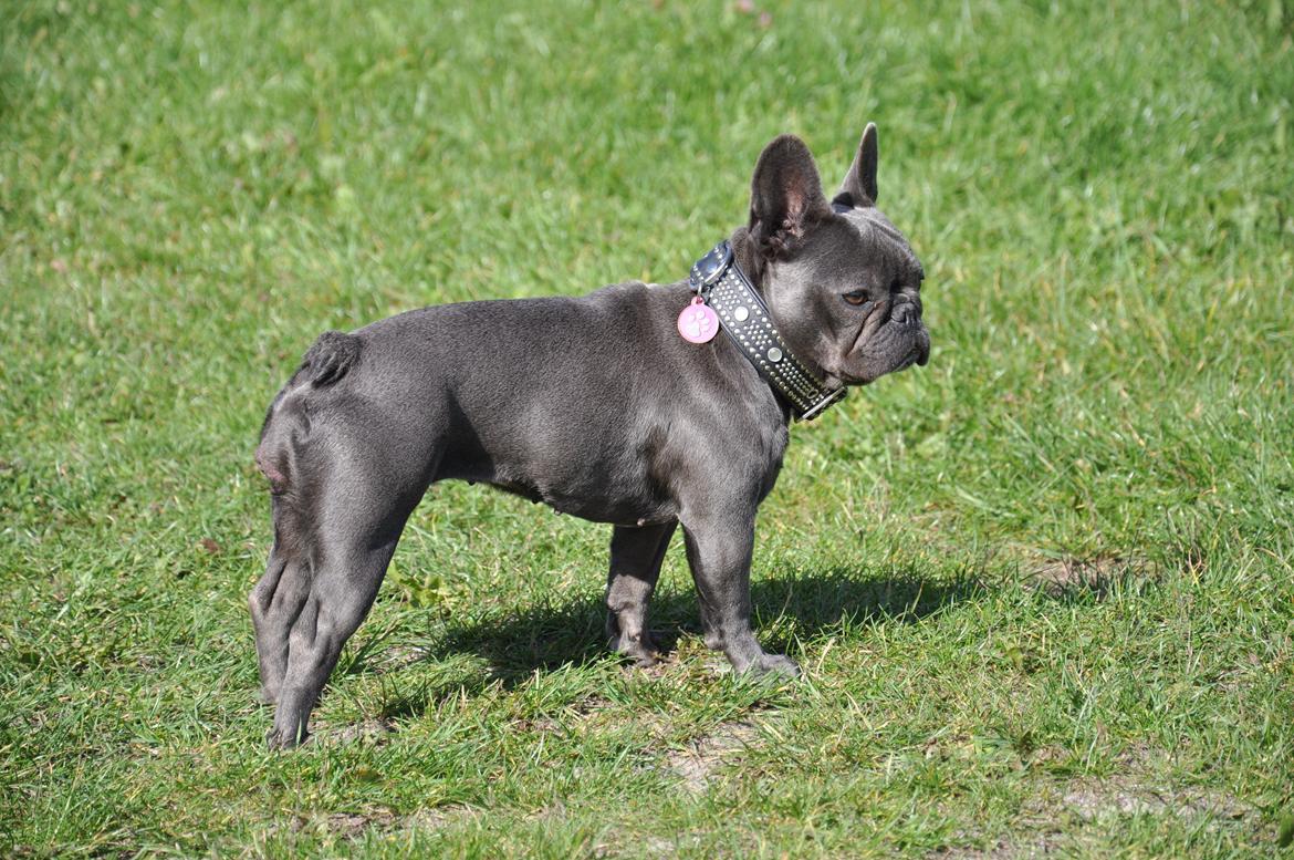 Fransk bulldog Blue Buffy billede 7