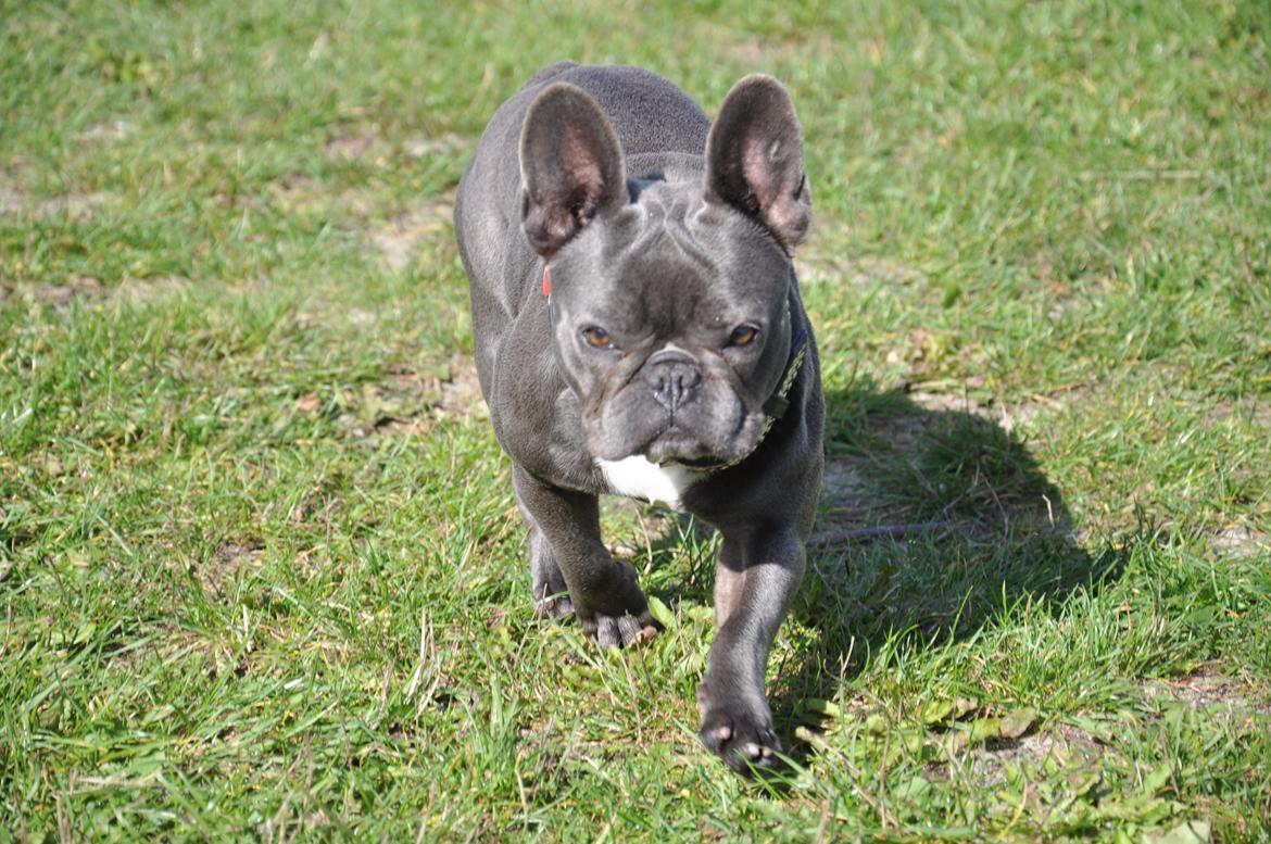 Fransk bulldog Blue Buffy billede 11