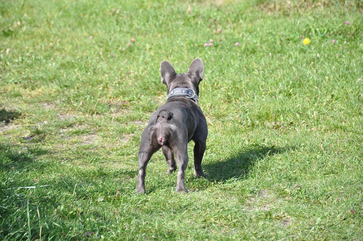 Fransk bulldog Blue Buffy billede 5