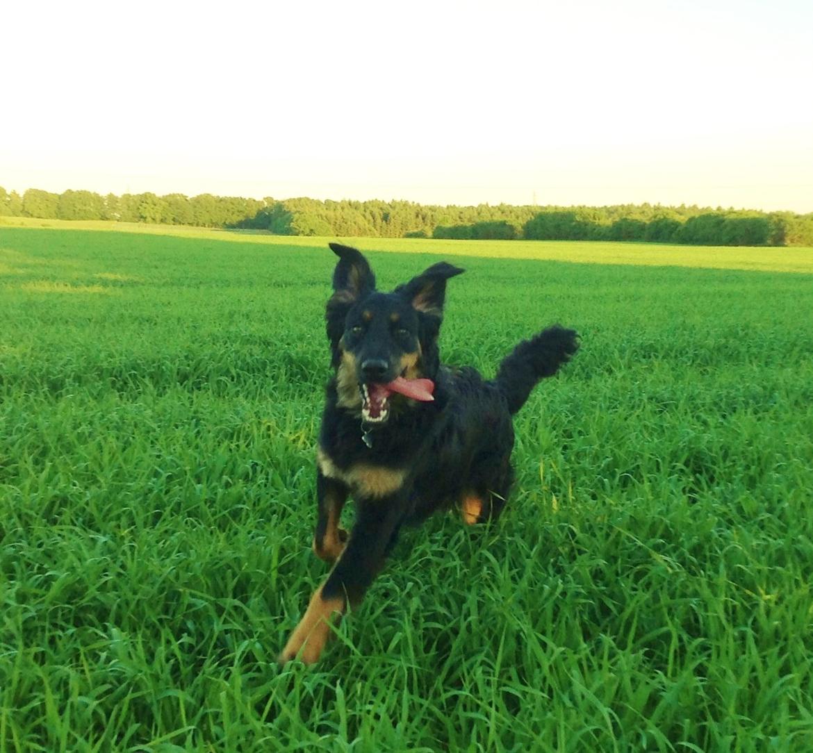 Hovawart Tiko - 7 mdr billede 8