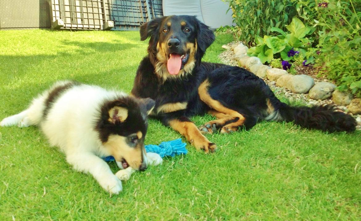 Hovawart Tiko - 8 mdr billede 10