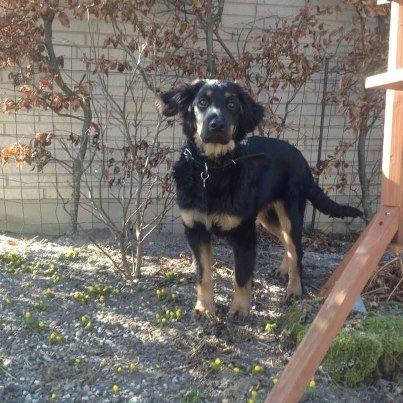 Hovawart Tiko - 5 mdr billede 5