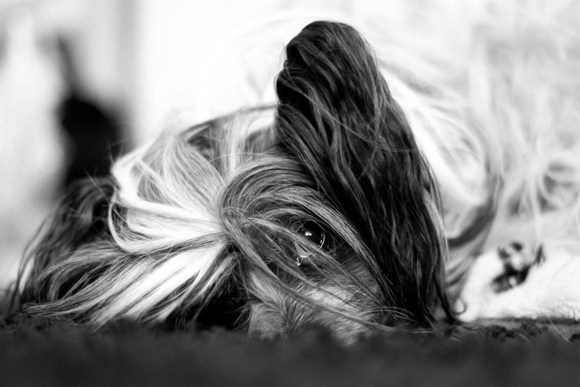 Chinese crested hårløs Caprioso Bai-Dee "Nemo" billede 21