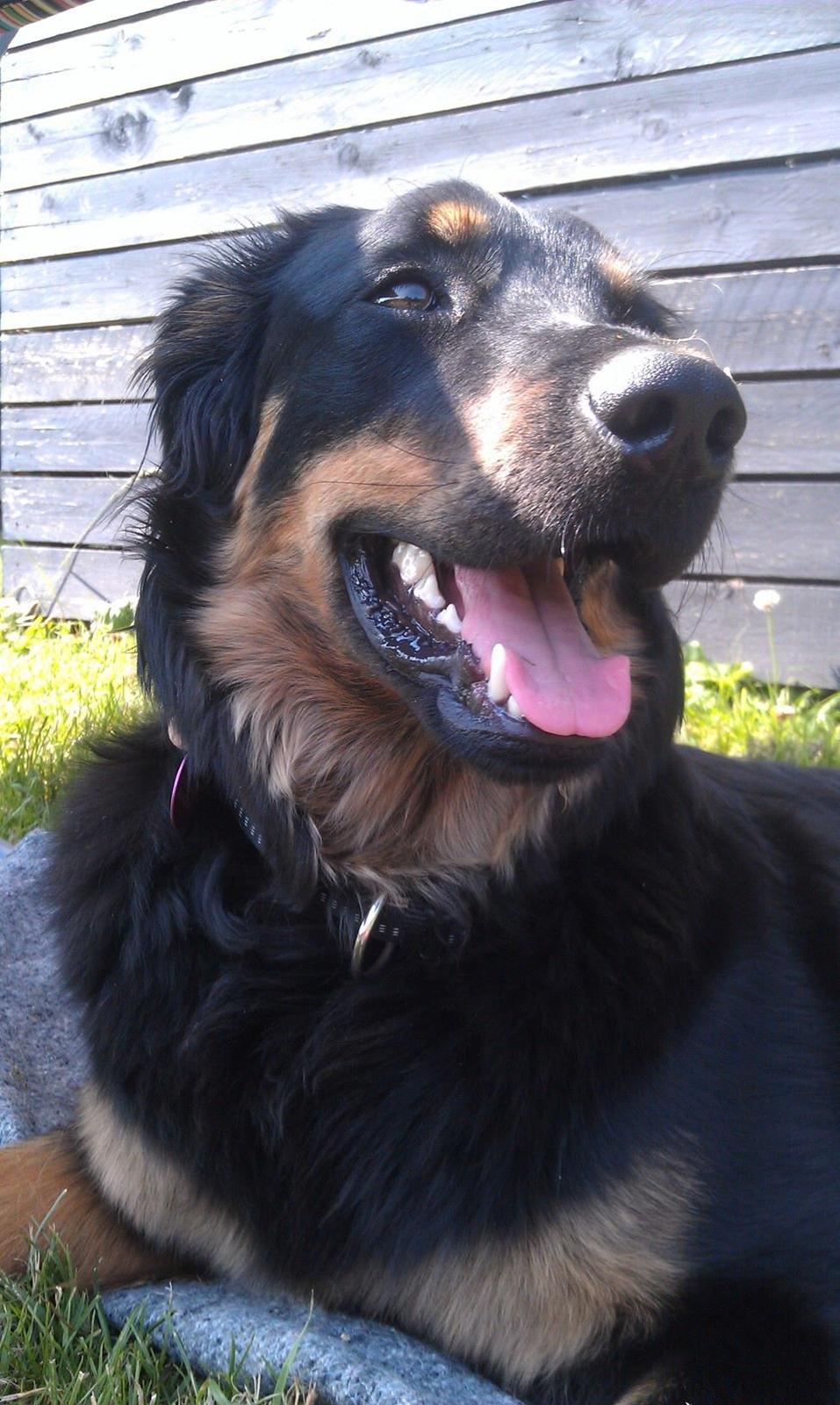 Hovawart Athena - En varm sommerdag i 2013 billede 12