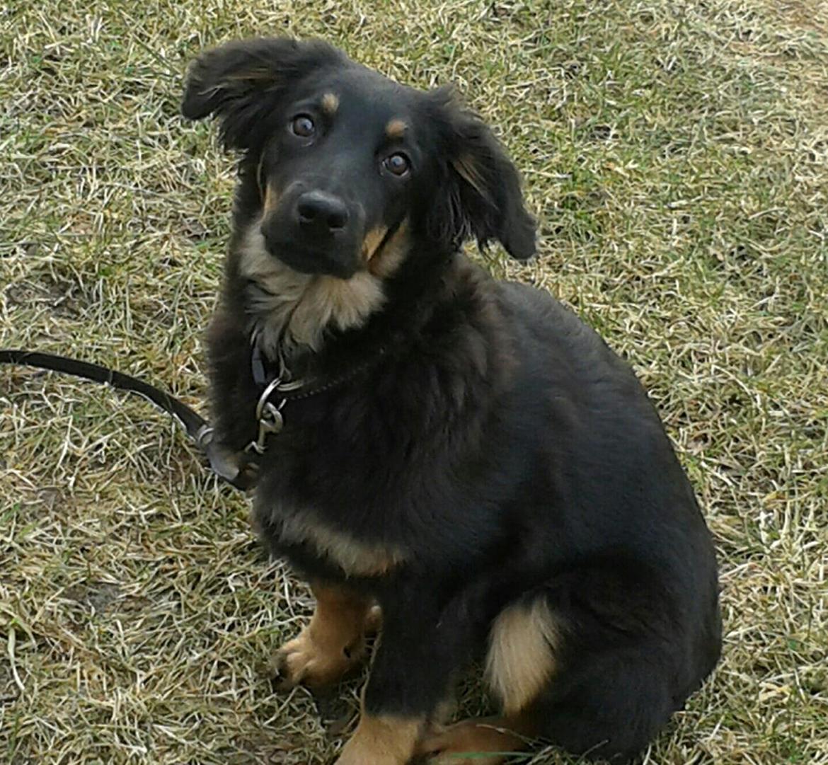 Hovawart Athena - D. 16/3-13 ude og gå med far.  billede 13