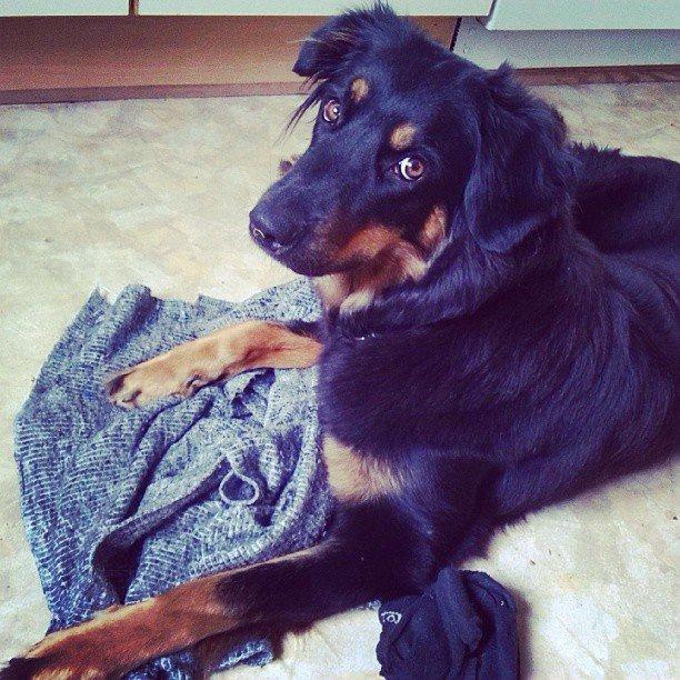 Hovawart Athena - 16/8-13 mmmhm, nyvasket tæppe! :D billede 14