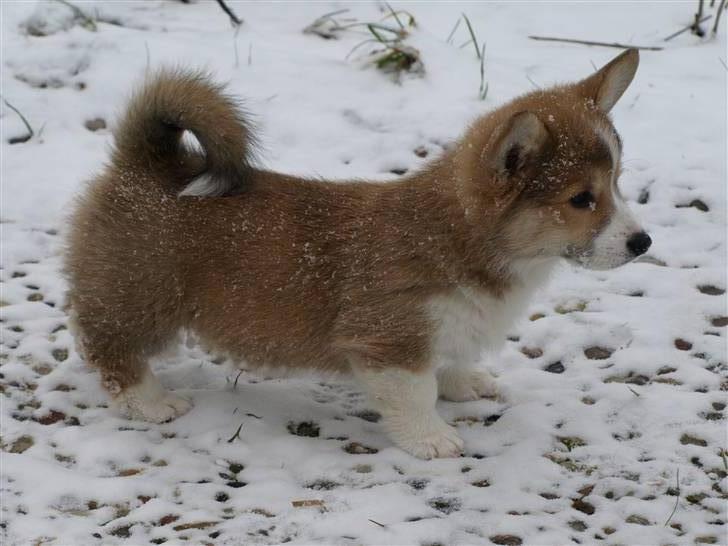 Welsh corgi pembroke Birkebakkens Dolly billede 8