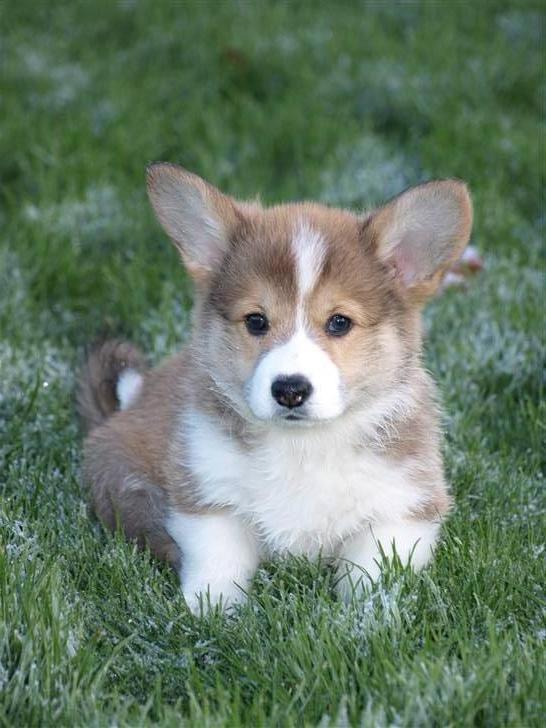 Welsh corgi pembroke Birkebakkens Dolly billede 5