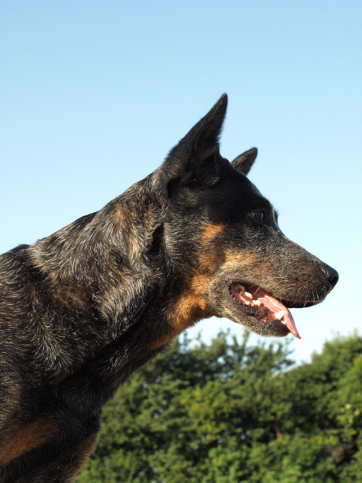 Australsk cattledog Red Alert`s blue Isis billede 7