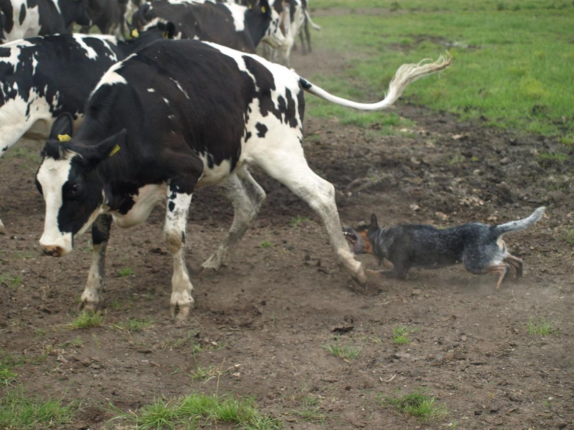 Australsk cattledog Red Alert`s blue Isis billede 1