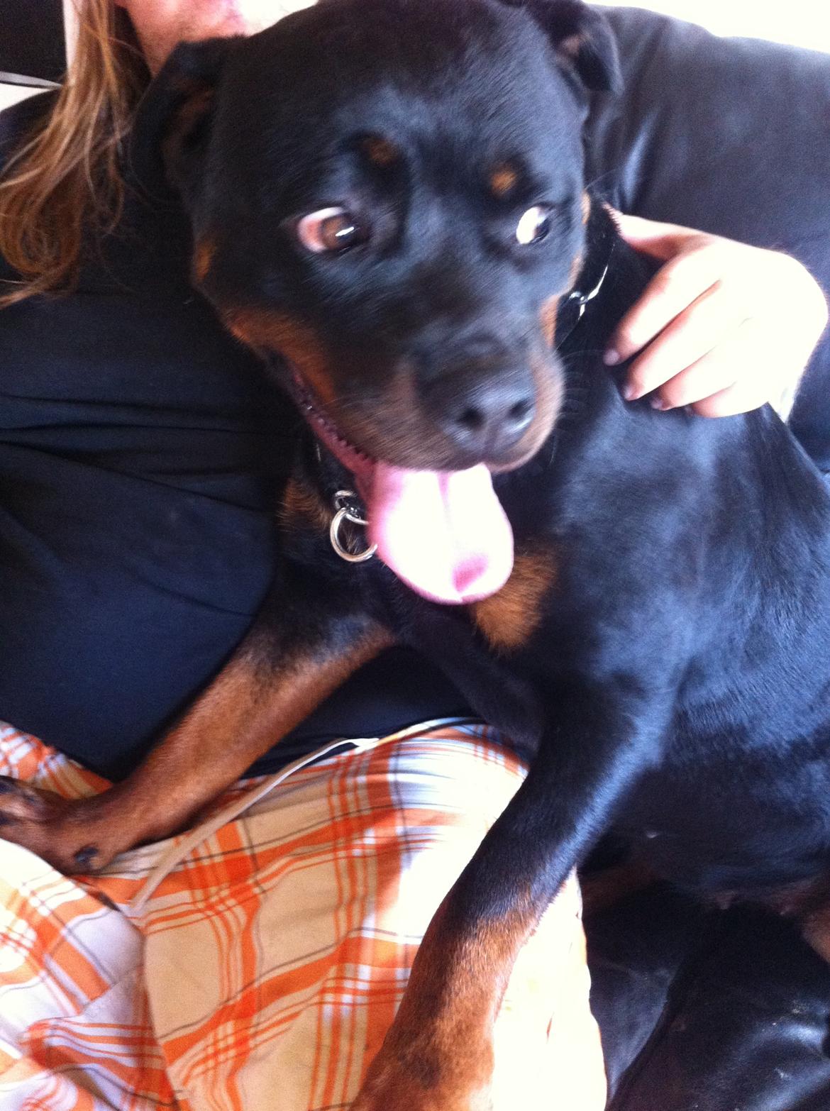 Rottweiler Vom Hause Wenorra Latoya billede 2